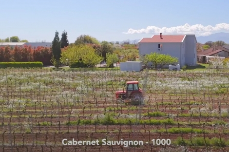 vineyard in podgorica montenegro for sale bussines montenegro vinograd podgorica kamin nekretnine