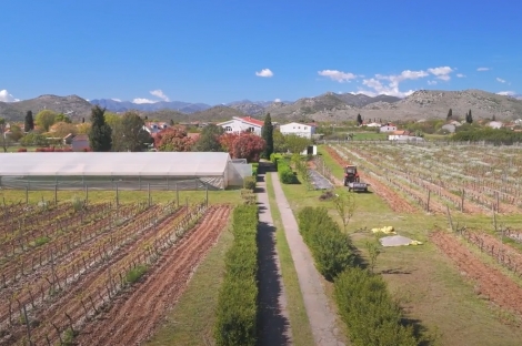 vineyard in podgorica montenegro for sale bussines montenegro vinograd podgorica kamin nekretnine