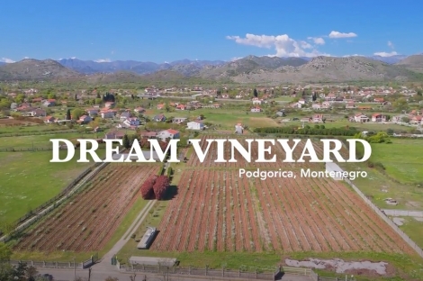 vineyard in podgorica montenegro for sale bussines montenegro vinograd podgorica kamin nekretnine