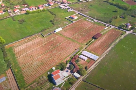 vineyard in podgorica montenegro for sale bussines montenegro vinograd podgorica kamin nekretnine