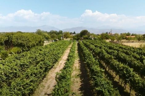 vineyard in podgorica montenegro for sale bussines montenegro vinograd podgorica kamin nekretnine