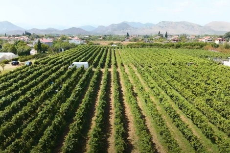 vineyard in podgorica montenegro for sale bussines montenegro vinograd podgorica kamin nekretnine