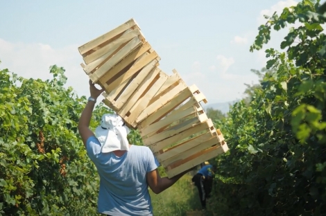 vineyard in podgorica montenegro for sale bussines montenegro vinograd podgorica kamin nekretnine