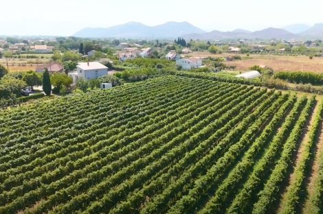 vineyard in podgorica montenegro for sale bussines montenegro vinograd podgorica kamin nekretnine