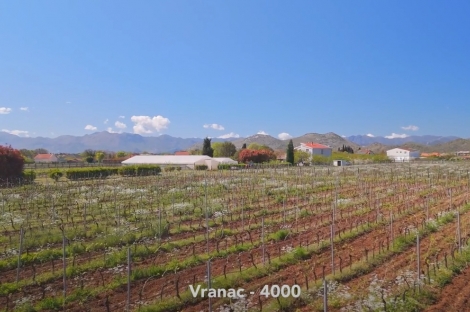 vineyard in podgorica montenegro for sale bussines montenegro vinograd podgorica kamin nekretnine