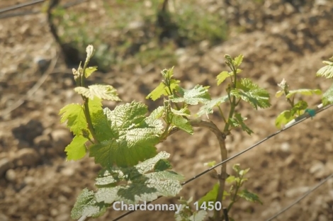 vineyard in podgorica montenegro for sale bussines montenegro vinograd podgorica kamin nekretnine