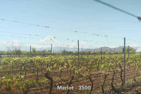 vineyard in podgorica montenegro for sale bussines montenegro vinograd podgorica kamin nekretnine