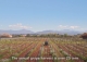 vineyard in podgorica montenegro for sale bussines montenegro vinograd podgorica kamin nekretnine