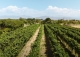 vineyard in podgorica montenegro for sale bussines montenegro vinograd podgorica kamin nekretnine