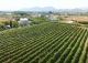 vineyard in podgorica montenegro for sale bussines montenegro vinograd podgorica kamin nekretnine