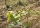 vineyard in podgorica montenegro for sale bussines montenegro vinograd podgorica kamin nekretnine