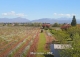 vineyard in podgorica montenegro for sale bussines montenegro vinograd podgorica kamin nekretnine