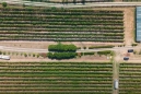 vineyard in podgorica montenegro for sale bussines montenegro vinograd podgorica kamin nekretnine