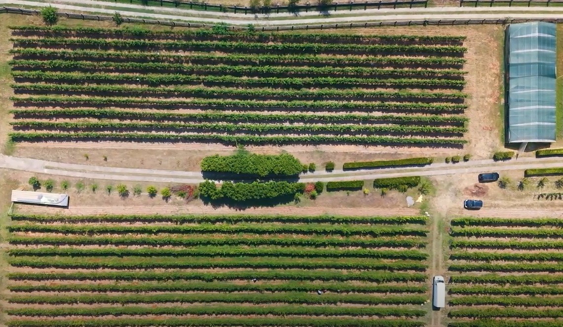  satılık Birden fazla yapı ve üzüm bağları ile tarım çiftliği, Podgorica